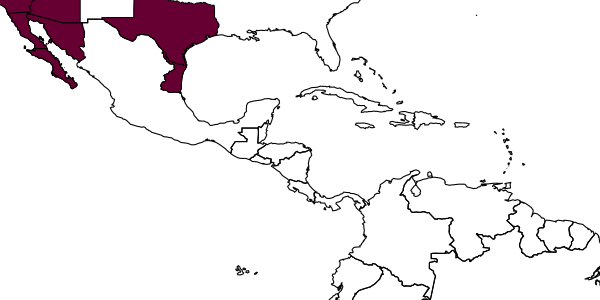 map of Tachysphex tipai     Pulawski, 1988